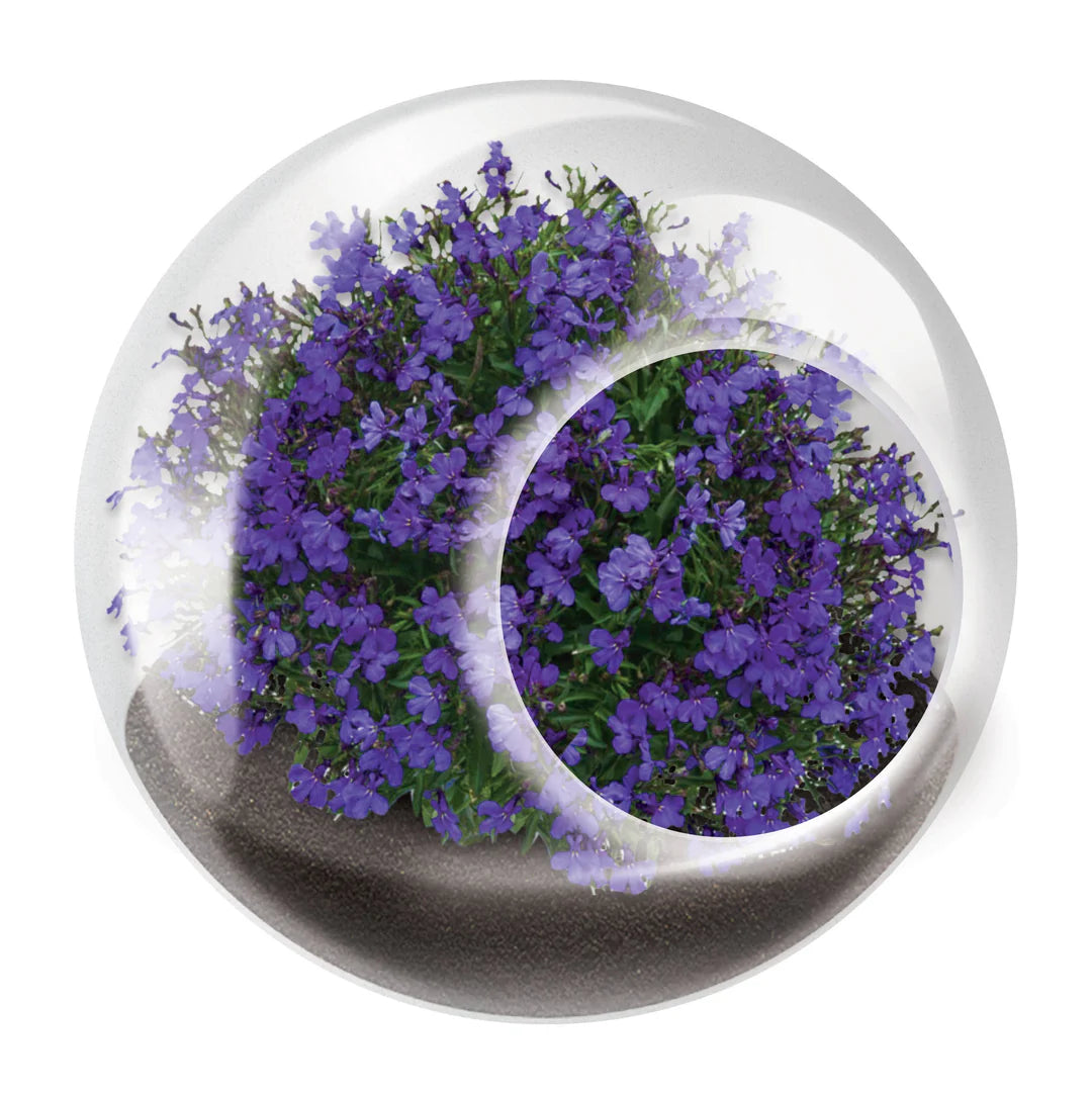 Tiny Terrariums- Flowers- Click to Pick!