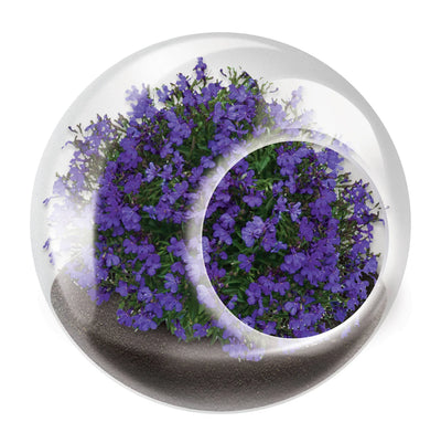 Tiny Terrariums- Flowers- Click to Pick!