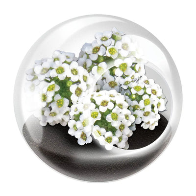 Tiny Terrariums- Flowers- Click to Pick!