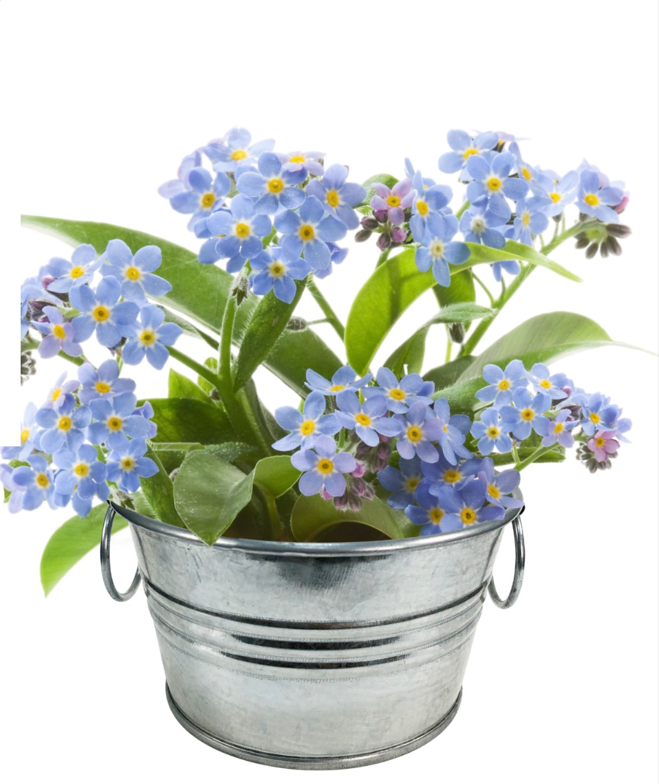 Grow Your Own Forget-Me-Nots