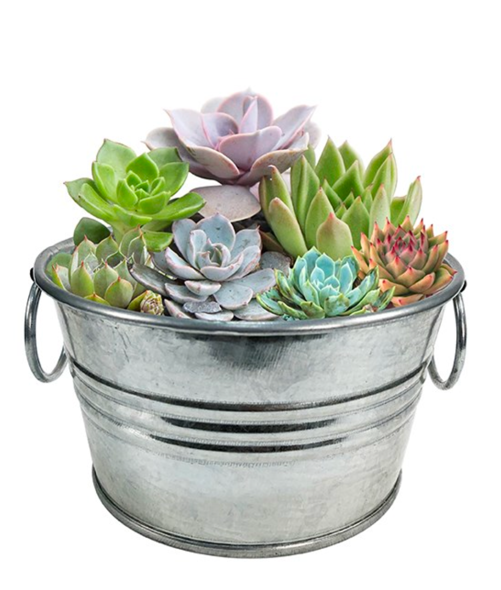 Grow Your Own Succulent