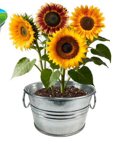 Grow Your Own Sunflowers