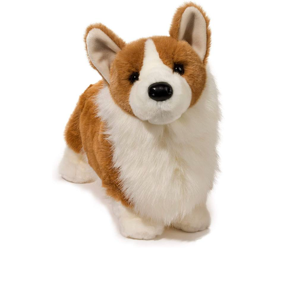 Chadwick the Corgi