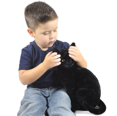Boone the Black Cat