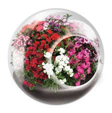 Tiny Terrariums- Flowers- Click to Pick!