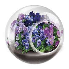 Tiny Terrariums- Flowers- Click to Pick!