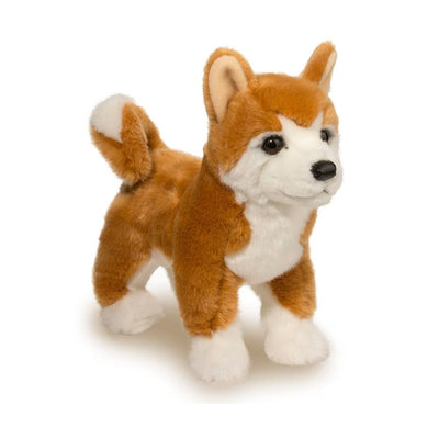 Dunham the Shiba Inu